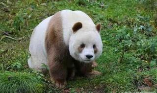大熊猫为什么是黑白色