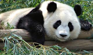 大熊猫为什么是黑白色