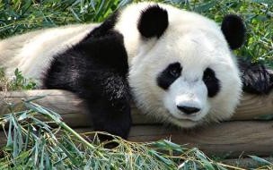 熊猫身体表面黑色多还是白色多 大熊猫为什么是黑白色