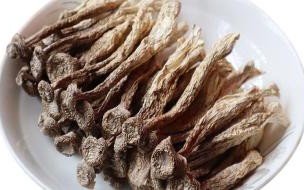 鹿茸菌泡多久 鹿茸菌一般多少钱一斤
